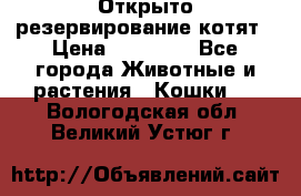 Открыто резервирование котят › Цена ­ 15 000 - Все города Животные и растения » Кошки   . Вологодская обл.,Великий Устюг г.